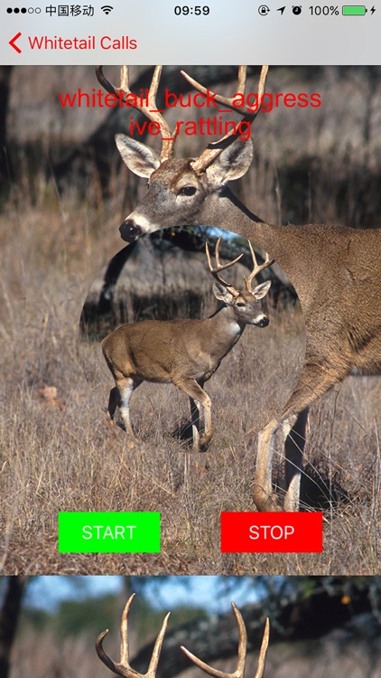 Whitetail Hunting Calls - Real Deer Sounds screenshot-3
