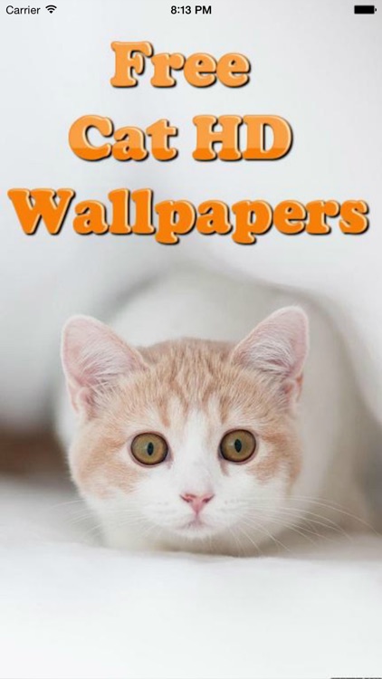 Cute Cats Wallpapers (HD) - Best Kitty Backgrounds