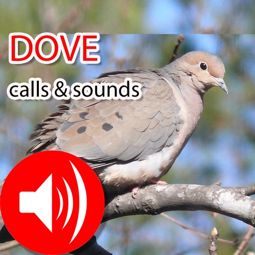 Dove Hunting Calls & Sounds - Real Dove Pigeon icon
