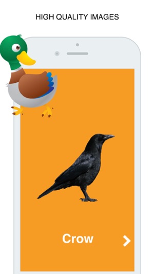 Birds Flashcard for babies and preschool(圖2)-速報App