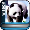 找到一只大熊猫 智慧谷 动物百科