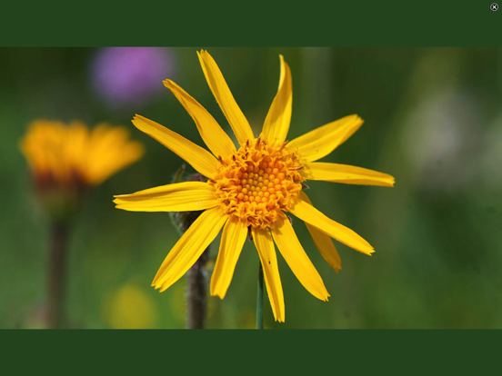 Fleurs des Alpes Finder Europe Fleurs des Alpes Finder Europe