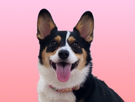 Josie is on iMessage