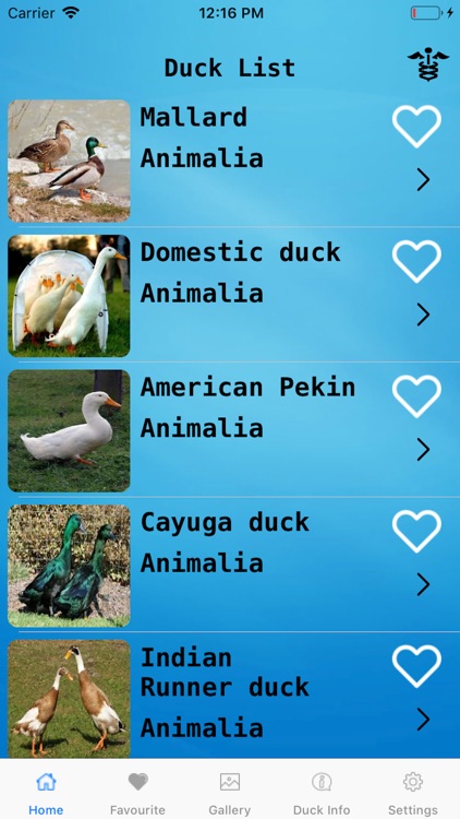 Raft of ducks screenshot-3