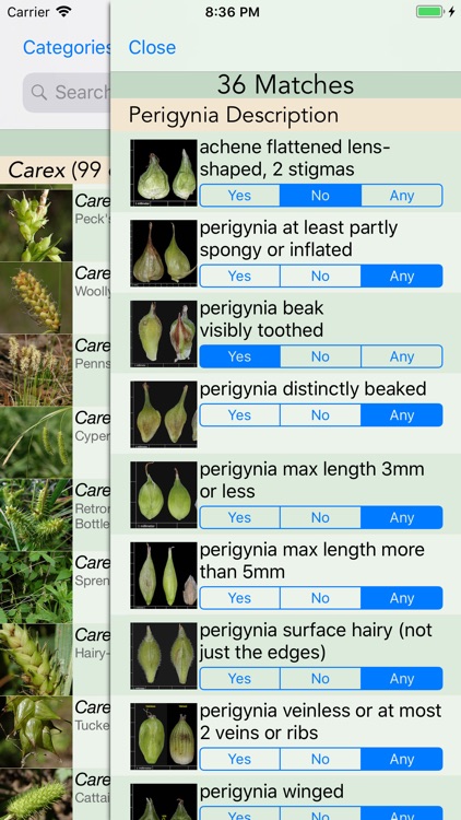 Minnesota Wildflowers Info. screenshot-6