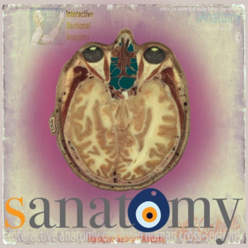 sAnatomy