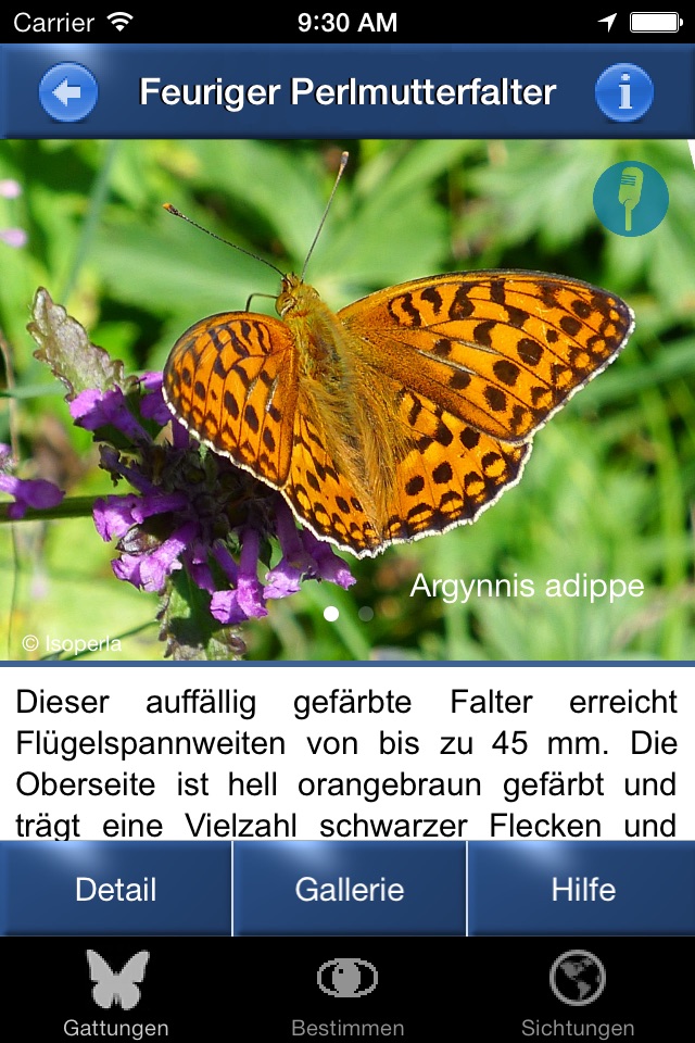 Schmetterling Id - Tagfalter screenshot 2