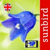 Wild Flower Id British Isles