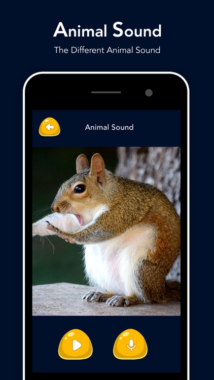 Animal Sound - Zoo Fun