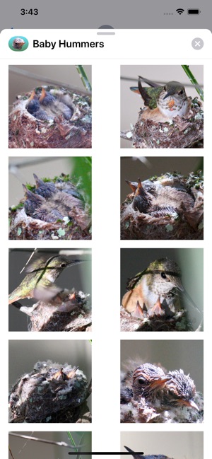 Baby Hummingbirds(圖3)-速報App