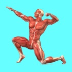 Top 30 Education Apps Like Muscular System Quizzes - Best Alternatives