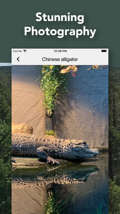 Crocodile, Alligator, Gharials screenshot-5