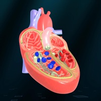 Heart - An incredible pump