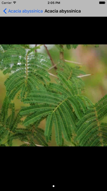 Uganda Trees