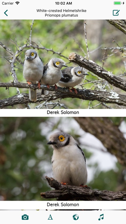 Birds of Zambia