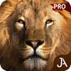 Safari: Online E-Pro