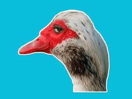 Новые стикеры с веселым гусем