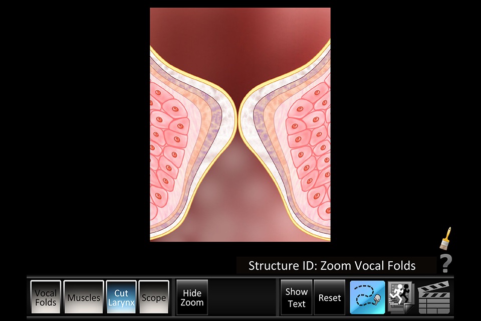 Vocal Folds ID screenshot 3