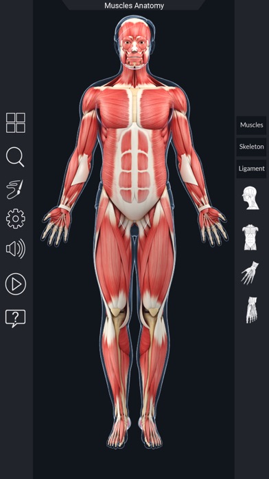 My Muscle Anatomy screenshot 2