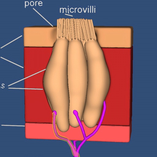 Organs for Taste and Smell icon