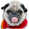 Similar Real Pug Stickers Apps