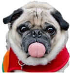 Download Real Pug Stickers app