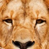 Bronx Zoo App
