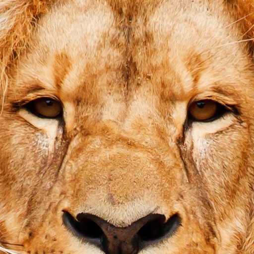 Bronx Zoo App