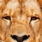 Bronx Zoo App, find animals, attractions, classes, food and other points of interest at the Bronx Zoo
