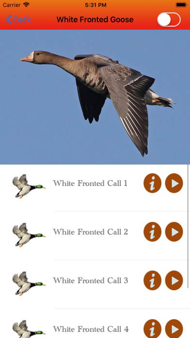 Duck Hunting Calls - screenshot 3