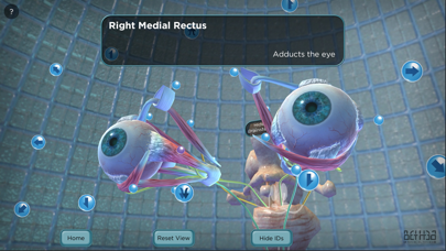 The Extraocular Muscles screenshot 2