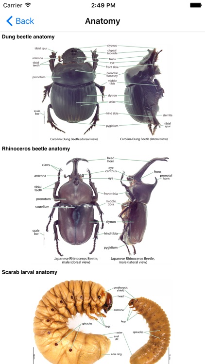 Hawaiian Scarab ID