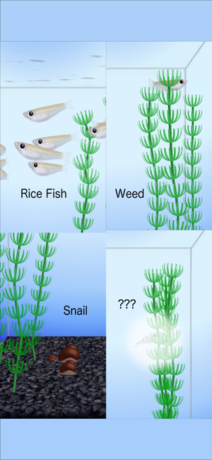 Rice Fish(圖4)-速報App