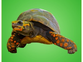 Reptile-Emojis Stickers