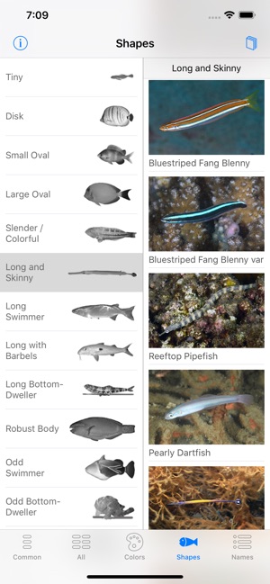 Lembeh Resort House Reef Fish(圖5)-速報App