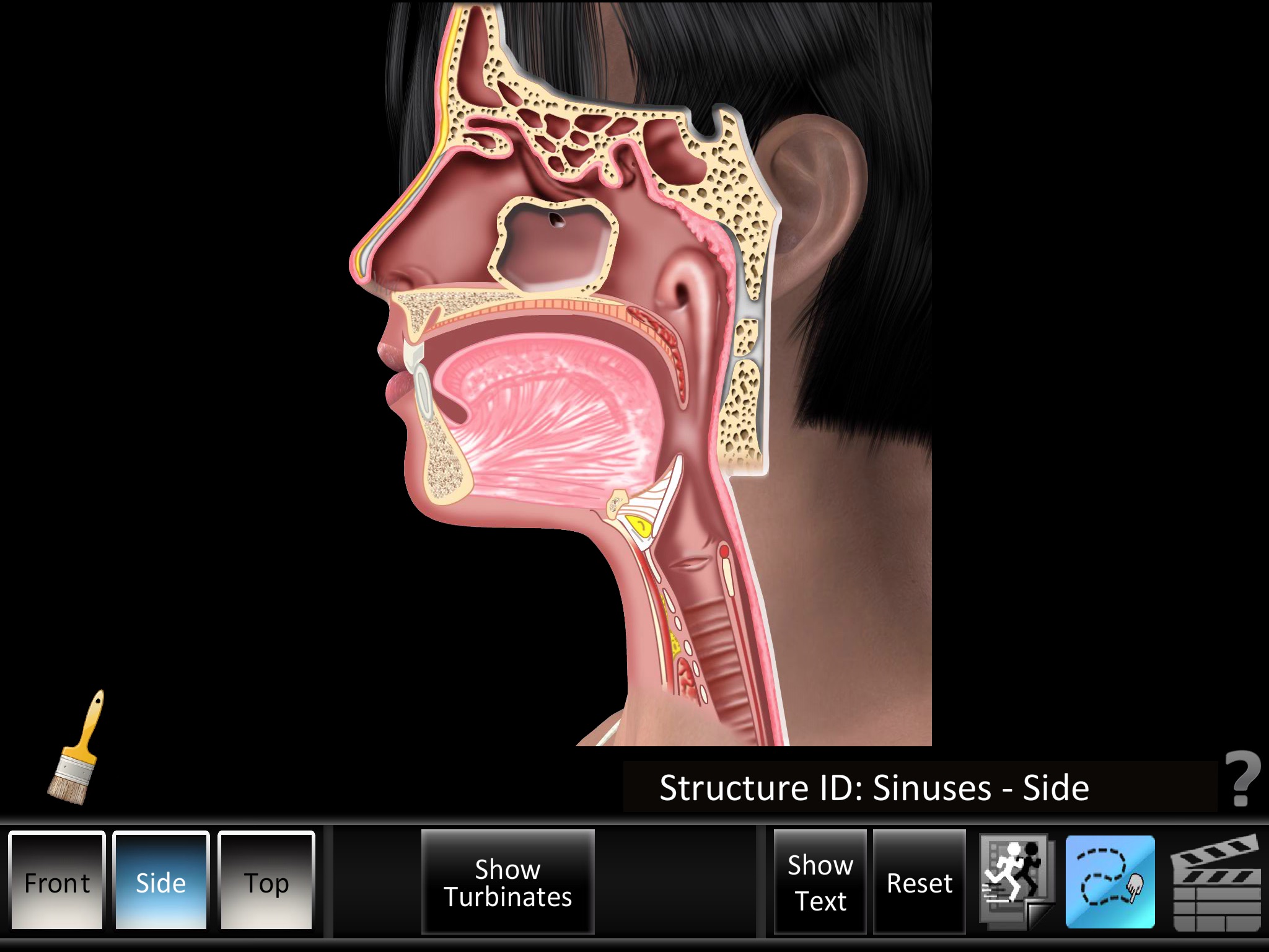 Sinus ID screenshot 2