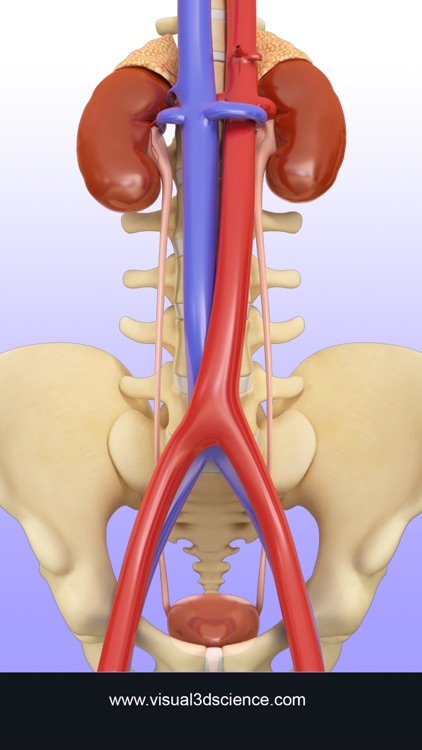 Urinary System
