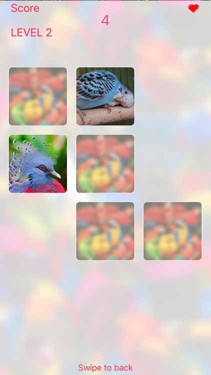 Parrots Card Game screenshot-3