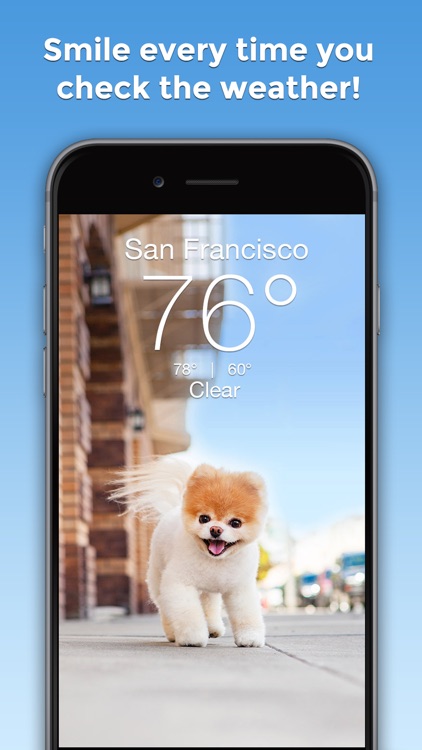 Boo Weather: Pomeranian Puppy