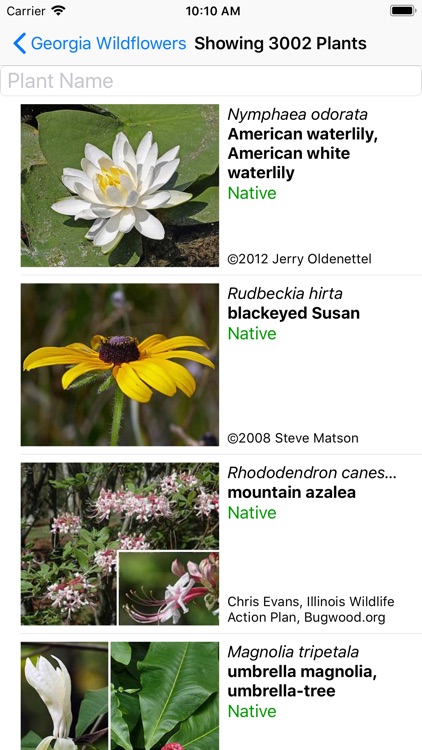 Georgia Wildflowers by Wildflower Search
