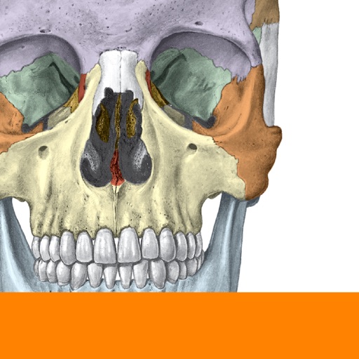 Sobotta Anatomy Atlas Free