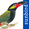 All Birds Guianas - Mullen & Pohland GbR