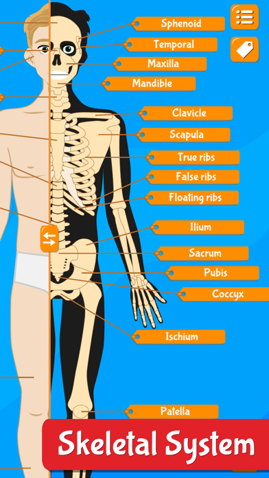 Anatomix - Human Body Game screenshot 4