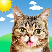  Lil BUB Cat Weather Report Application Similaire