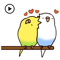 Lovely Budgie Animated Sticker