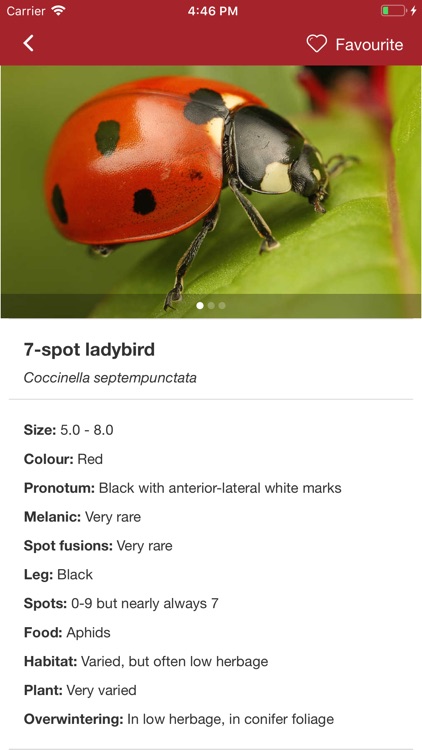 European Ladybirds screenshot-3