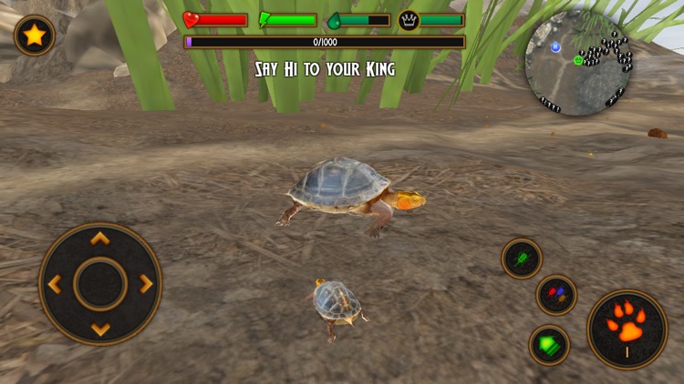 Box Turtle Simulator