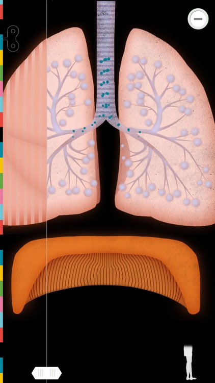 The Human Body Lite screenshot-4