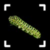 Caterpillar Identifier