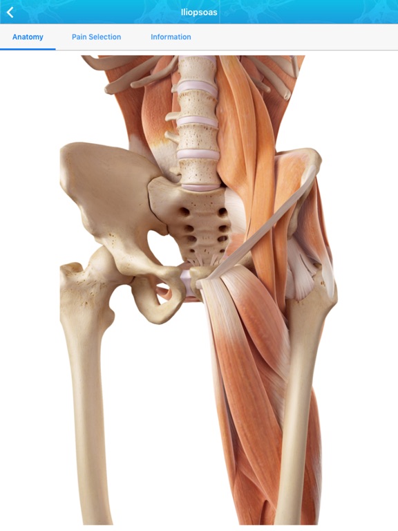 【图】Referred Pain Index(截图3)